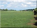 Grassland, Hassington West Mains