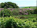 Rhododendron hedge at Barraer