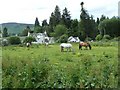 Horses near Old Blair