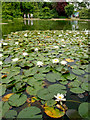 Lily Pond at Burnby Hall