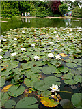 SE8048 : Lily Pond at Burnby Hall by Andy Beecroft