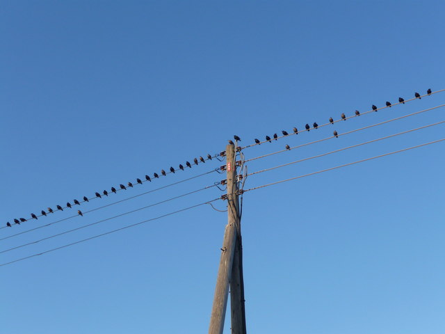 Brean : Blackbirds on the Wire