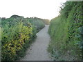 Brean : Sandy Path