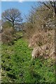 Boggy footpath