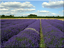 SU7335 : Lavender field at Hartley Park Farm by Mark Percy