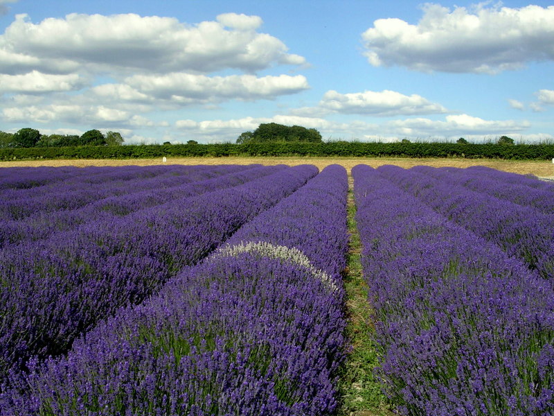 Lavender field at Hartley Park Farm © Mark Percy cc-by-sa/2.0 ...