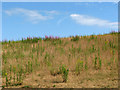 Willowherb and ragwort on the brow of a hill