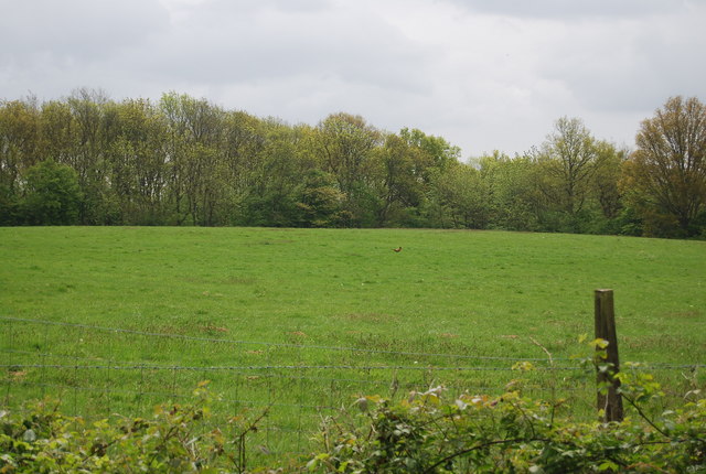 Pheasant in a field by Freshfield Lane