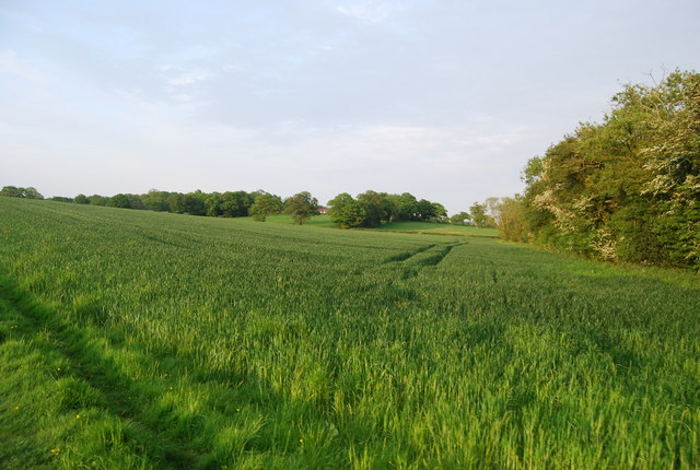 Wheat field near Wickhurst