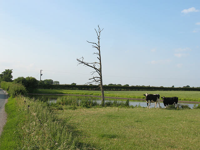Pond with cows at Blue Slates Farm