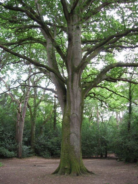 Old Oak in Delph Woods