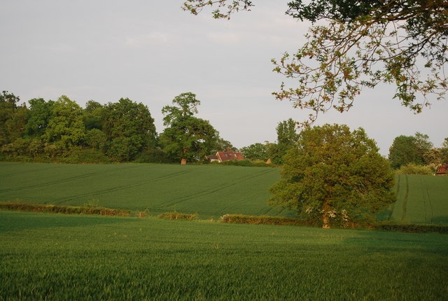Wheat fields near Wickhurst