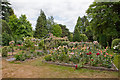 Pococks Roses, Jermyns Lane