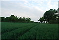 Wheat, Brownings Farm