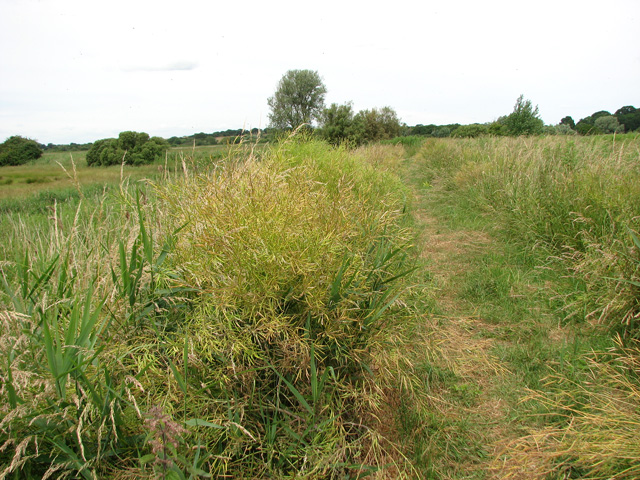 Path on the south bank of the River Waveney
