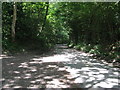 Dappled sunlight on Steep Road as it passes through Marlpits Wood