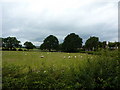 Sheep grazing near Moor Farm