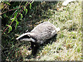 Baby Badger on Colliers Green Road