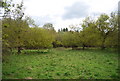 Woodland clearing, Fletching Common