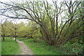 Coppiced tree by the footpath, Fletching Common