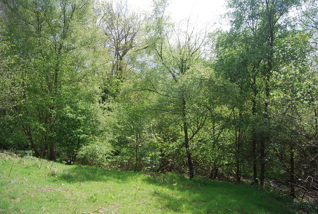 Woodland between Jackies Lane and Newick Hill