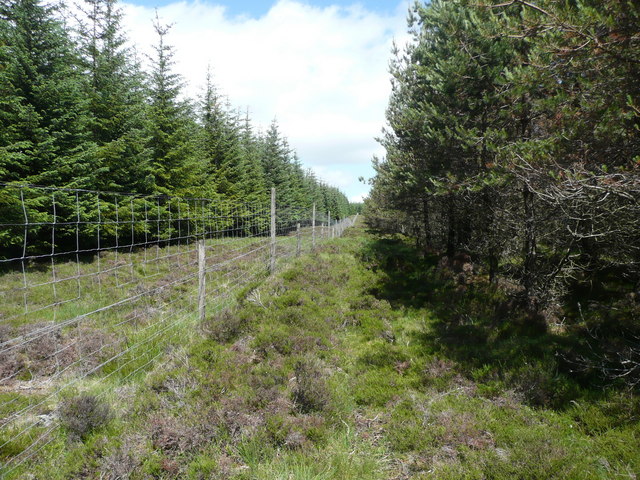 Deer fence heading up Hare Hill