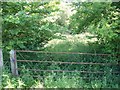 Overgrown path leaves the road