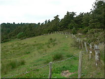 NR7311 : Edge of Cockalane Forest by RH Dengate