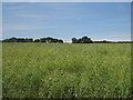 Crop Field off Lusted Hall Lane