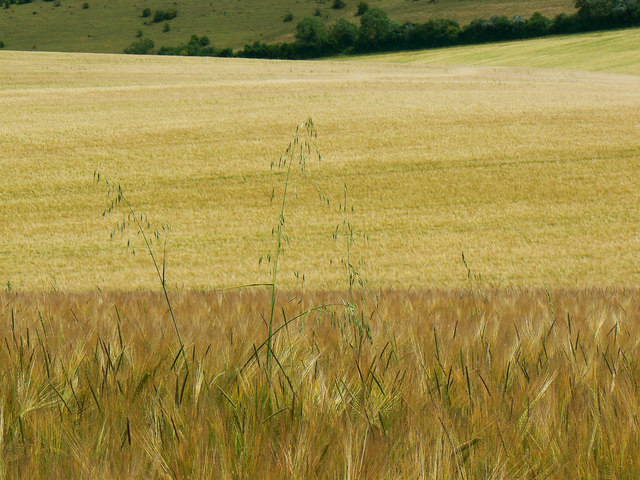 Barley, near Preston
