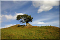 A rowan tree to the southwest of Kinninghall Hill