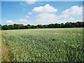 Wheat Field of Woodland Road