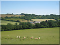 Sheep near Ittinge Farm