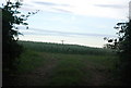 Wheat field by  Old House Farm