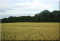 Kiln Wood South across a wheat field