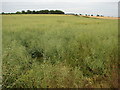 Field near Newton on the Hill