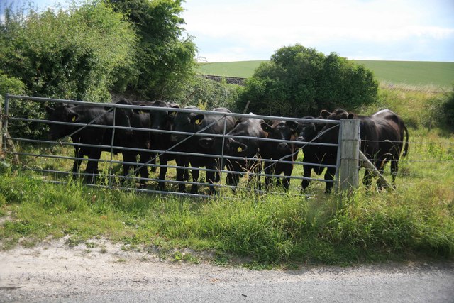 Cattle by the gateway  