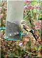 Juvenile goldfinch on a feeder in Davington