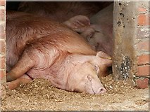 SE3532 : It's a pigs life for me! by John Fielding
