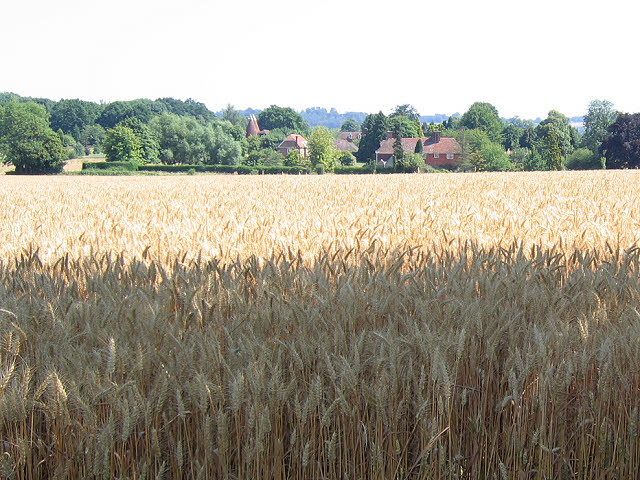 Wheat field near Ramshurst Manor