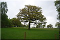 TQ3830 : Tree north of Hurstwood Lane by N Chadwick