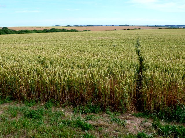 Badger Track in Wheat Field