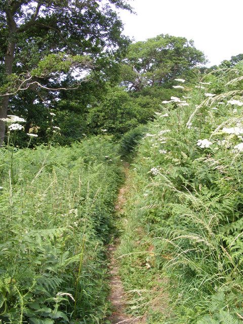 Footpath beside the marshes