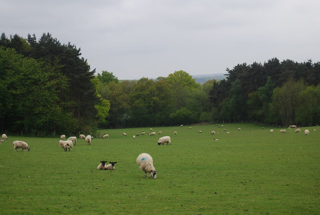 Sheep and lamb, Round Wood