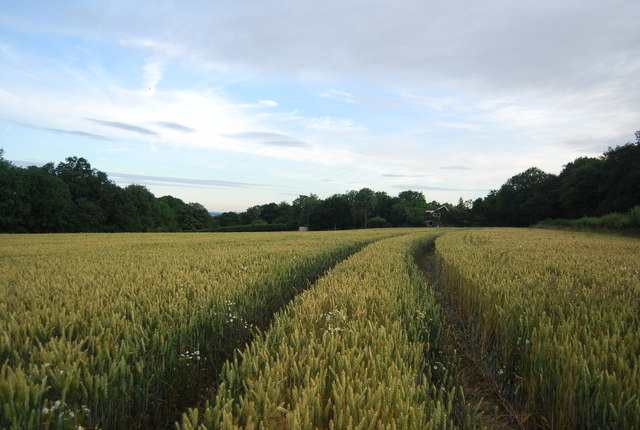 Ripening wheat near Old House Farm