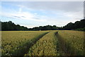 Ripening wheat near Old House Farm