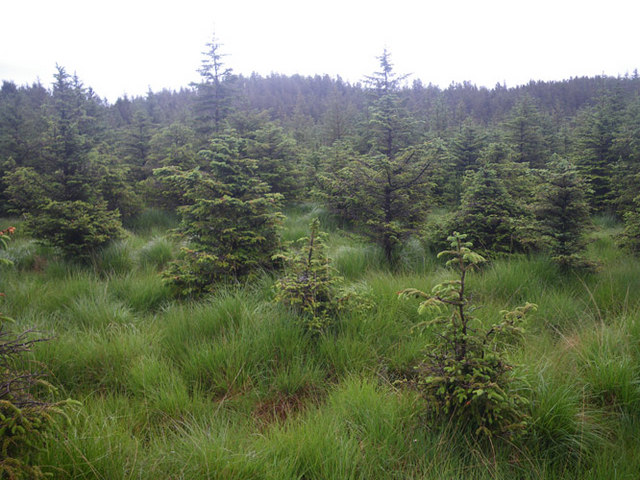 Young conifer plantation in boggy soil