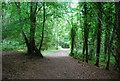 Footpath, Hurst Wood