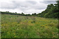 SS9830 : Exmoor : Wimbleball - Grass by Lewis Clarke
