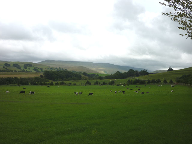 Cattle grazing near Halfpenny House